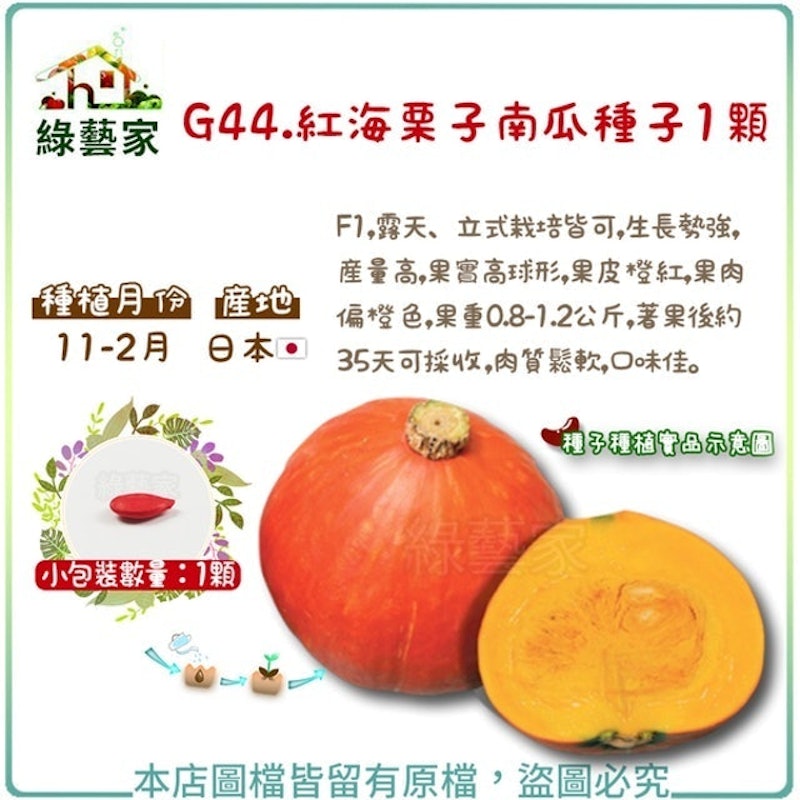 紅海栗子南瓜種子 1