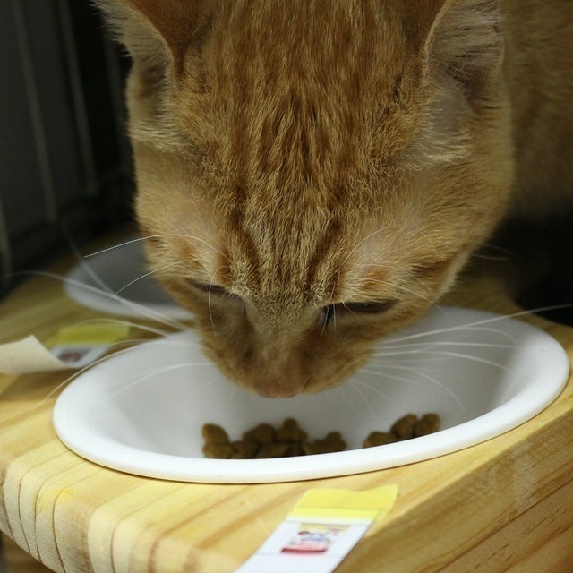 Miaw Miaw酥脆小顆粒飼料 鮪魚風味 8