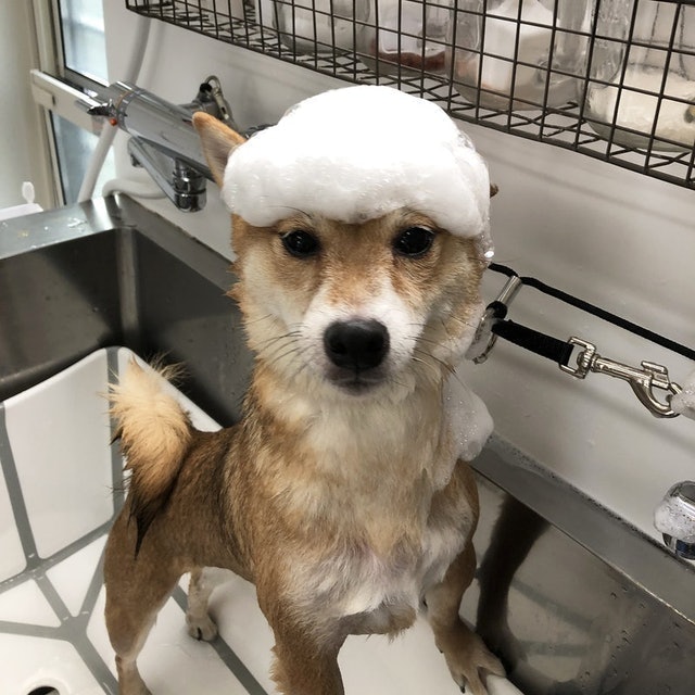 Mud深海泥洗劑 全犬種專用 9