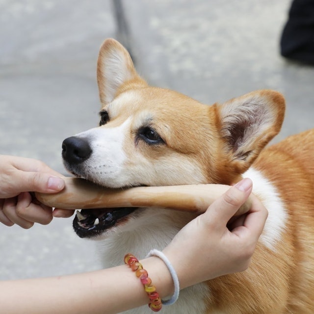 the original Fetch! 4