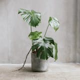 專家監製10 大辦公室盆栽推薦排行榜 3