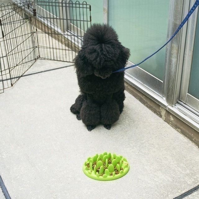 Green mini 樂活慢食碗 8