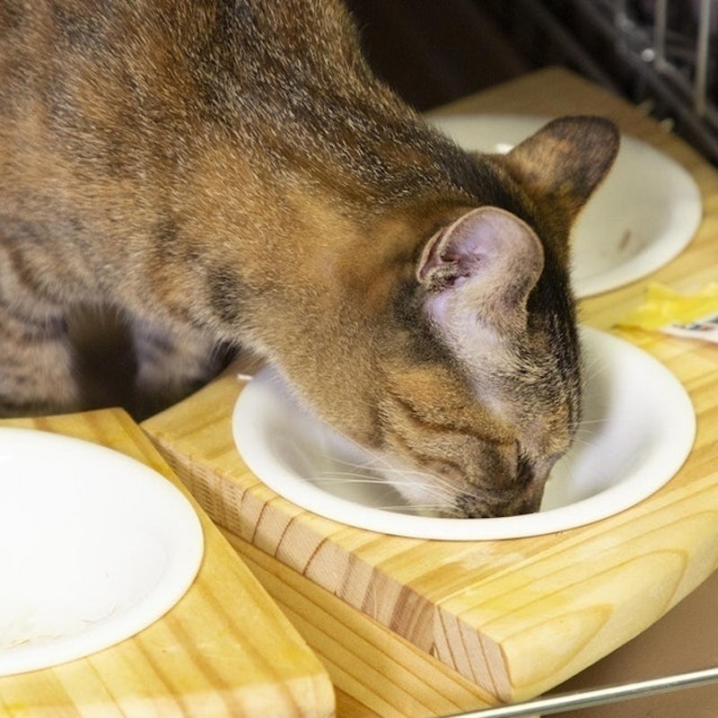 CAT MOM 無添加冷凍乾鮪魚 7