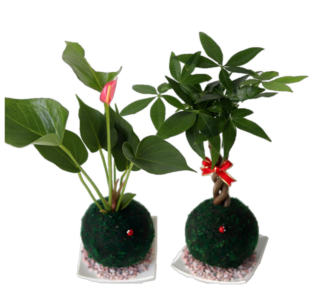開運綠苔玉 1