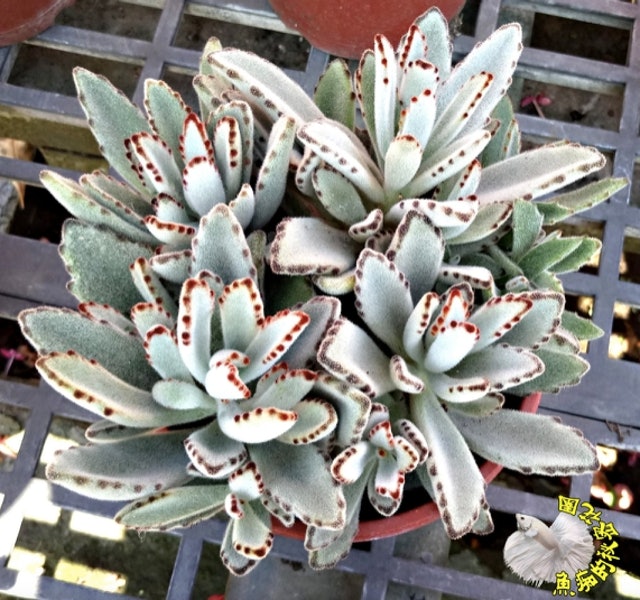 10 大多肉植物推薦排行榜 2