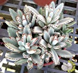 10 大多肉植物推薦排行榜 2