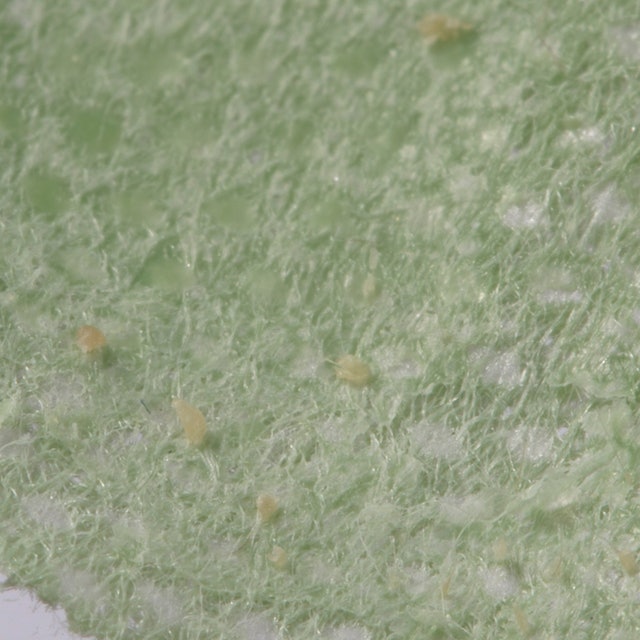 玩鼻親綠茶緊緻鼻膜 14