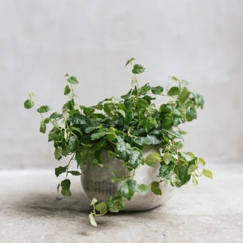 辟荔植物盆栽 1