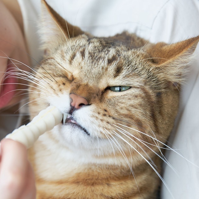 PETKISS 親親寵物多功能牙刷 6