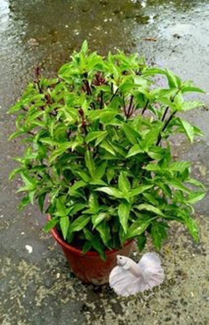 專家監製10 大自種蔬菜推薦排行榜 5