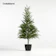 Crate&Barrel Potted 柏木盆栽 1