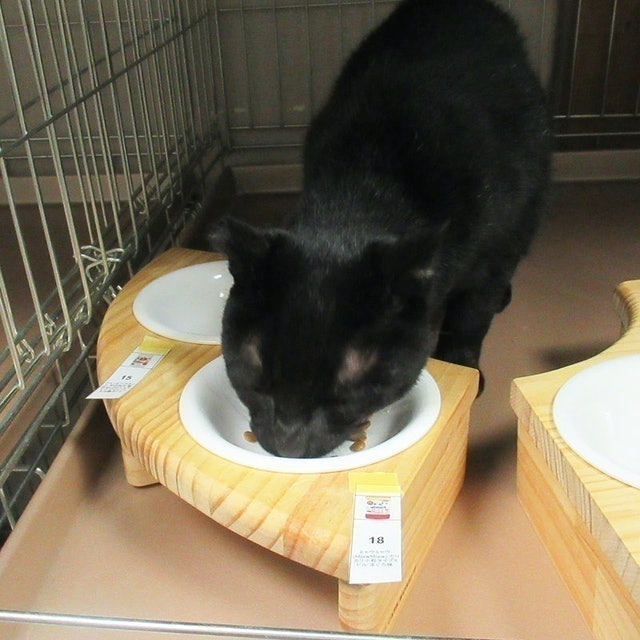 Miaw Miaw酥脆小顆粒飼料 鮪魚風味 9
