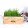 URBAN FARMER 城市小農 城市小農栽培組 貓草組 1
