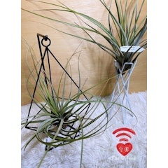 費西古拉塔