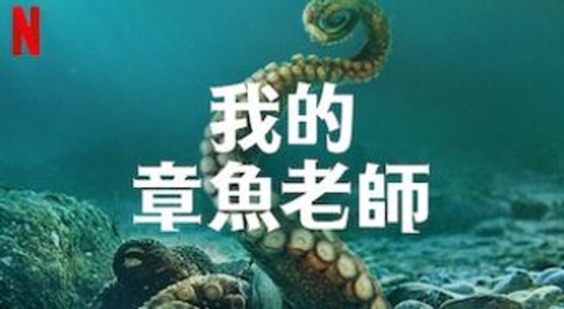 我的章魚老師 1