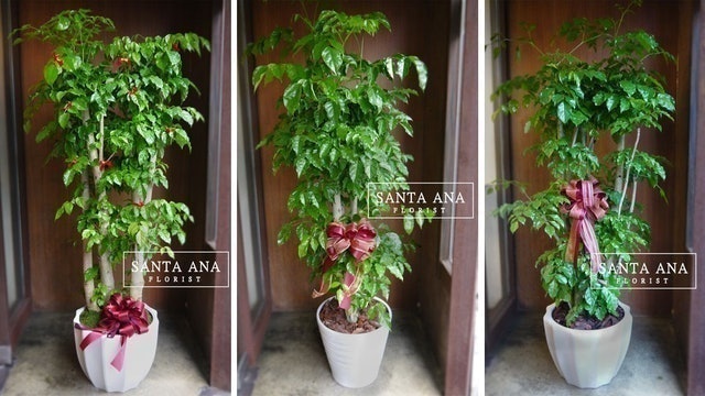 專家監製10 大辦公室盆栽推薦排行榜 2