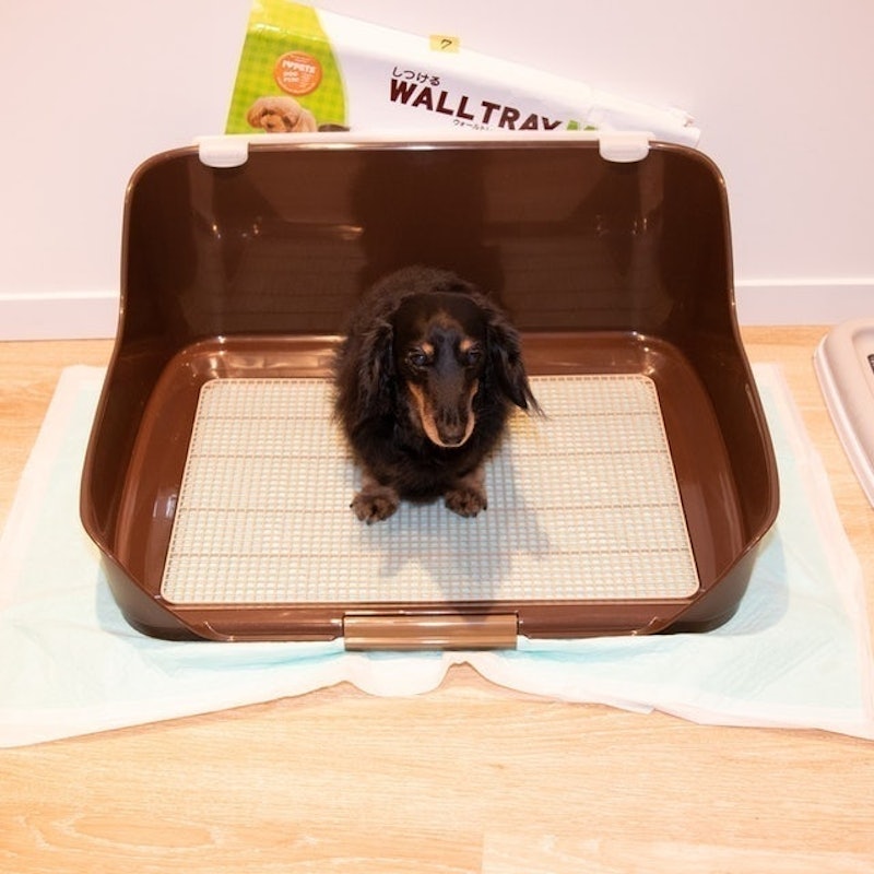 犬用防噴尿盆 2