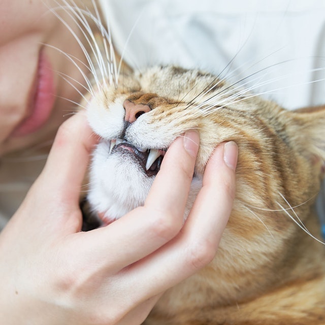 PETKISS 親親寵物多功能牙刷 4