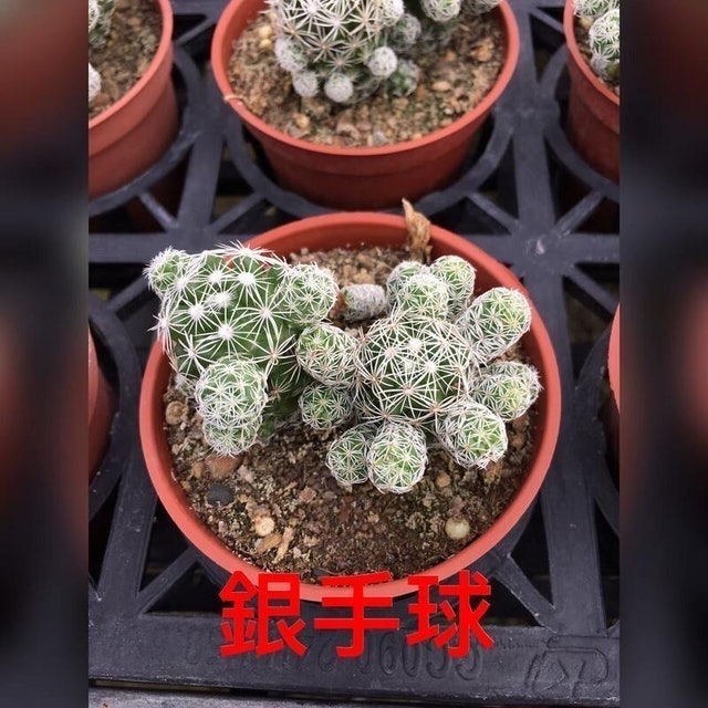 專家監製8 大仙人掌盆栽推薦排行榜 4