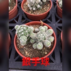 銀手球仙人掌