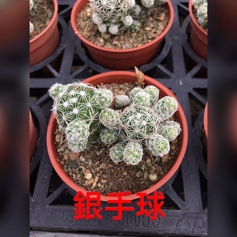 銀手球仙人掌 1