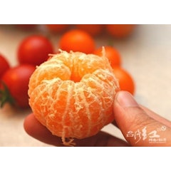 迷你珍珠砂糖橘