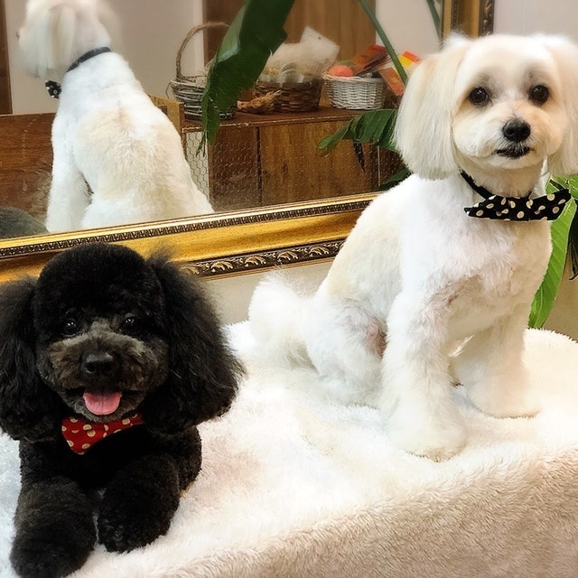Micacle General犬用洗毛精 9