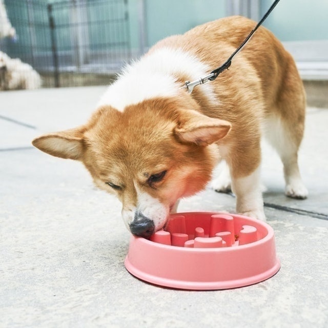 寵物慢食碗 8