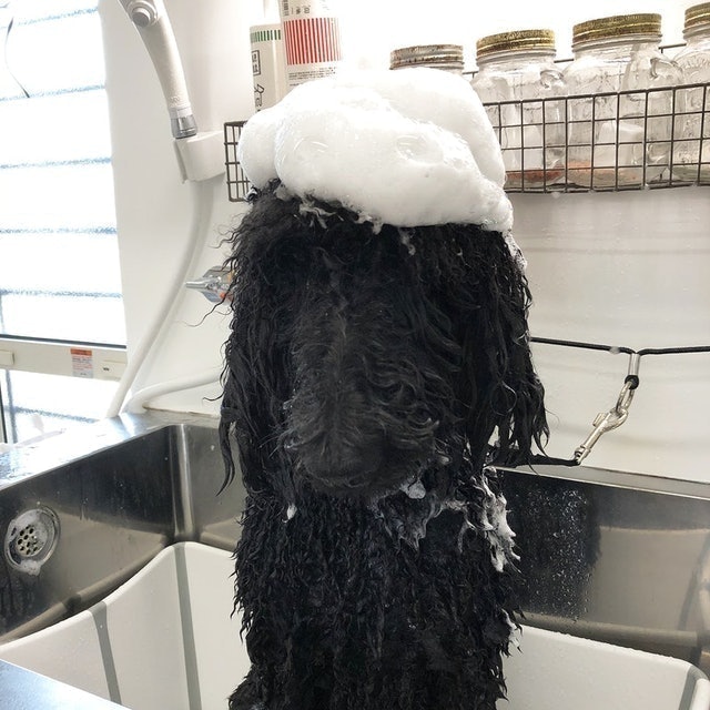 保養洗毛精 7