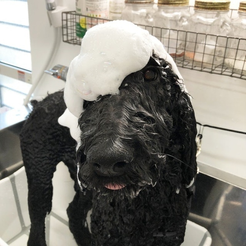 Profem基礎犬用洗毛精 9