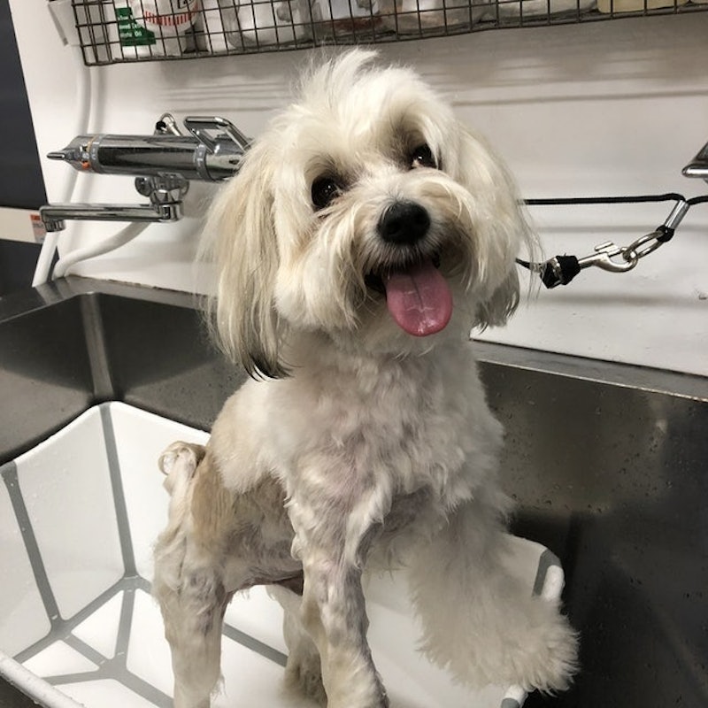 Micacle General犬用洗毛精 5