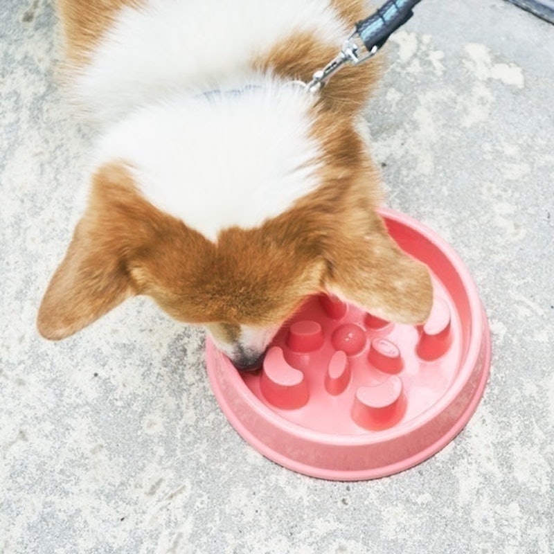 寵物慢食碗 9