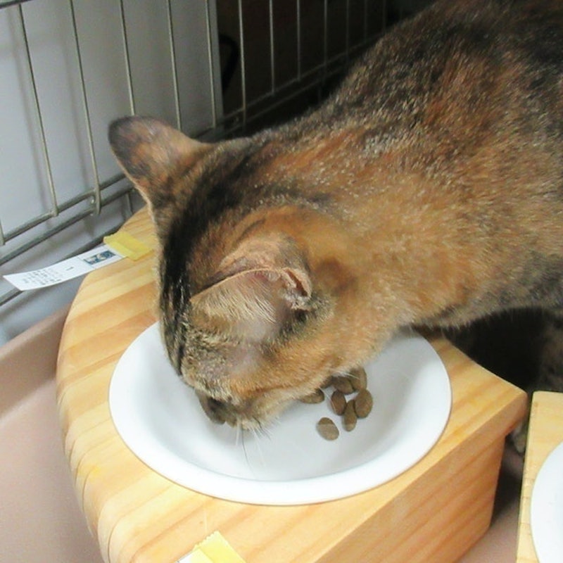 全護營養貓飼料 結紮貓用 白身魚風味 11