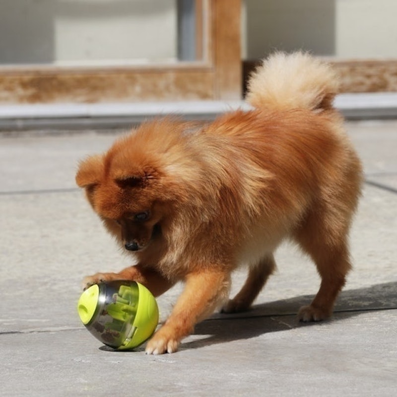不倒翁犬用益智零食球 3