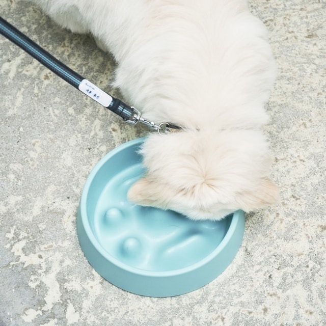 寵物慢食碗 6