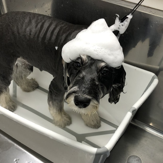 自然流犬用洗毛精 全犬種適用 7