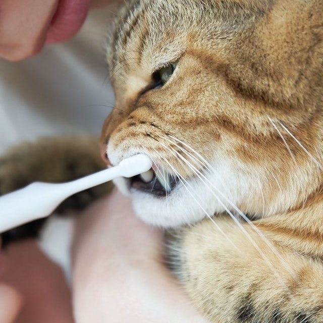 PETKISS 親親寵物多功能牙刷 5