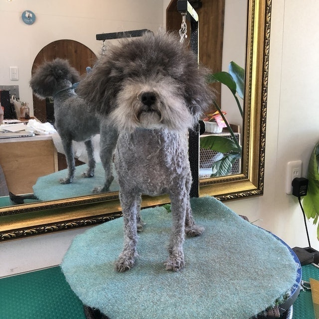 每日洗 犬用清潔潤絲二合一 6