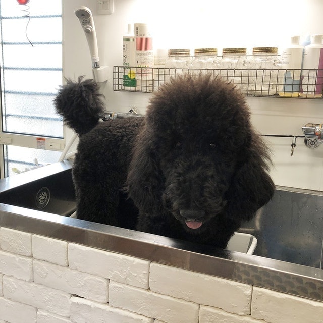Profem基礎犬用洗毛精 8