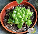 10 大多肉植物推薦排行榜 4