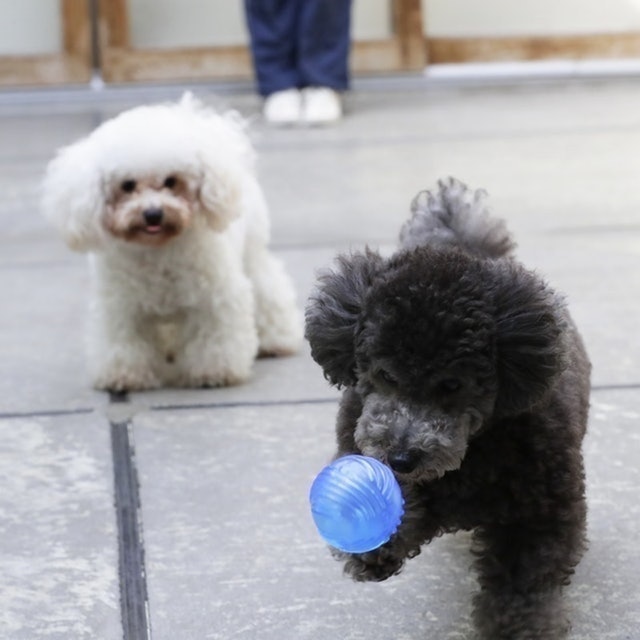 犬用玩具球 2