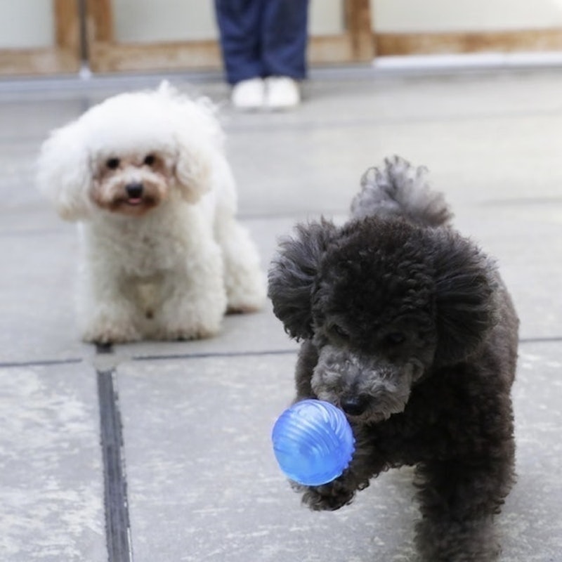 犬用玩具球 2