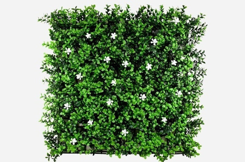 金錢草 (小白花) 1