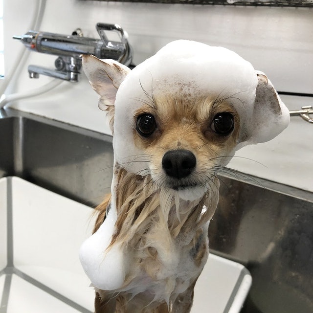 自然流犬用洗毛精 全犬種適用 9
