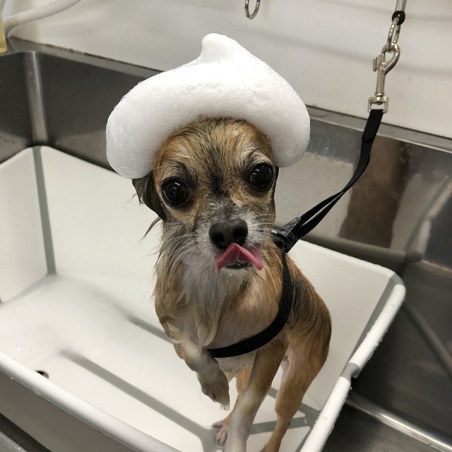 Picnic寵物洗毛精 B型正常膚質 犬貓適用 9