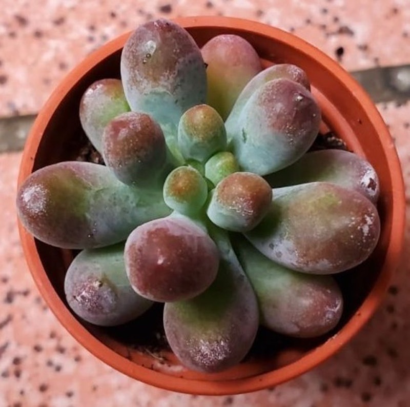 虹之玉 1