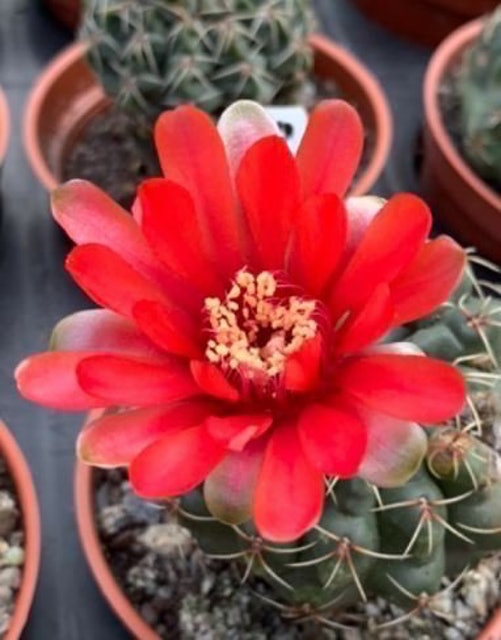 緋花玉 1