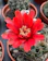 緋花玉 1