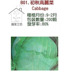 初秋高麗菜種子