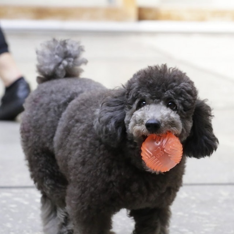 犬用玩具球 4